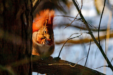 red fluffy squirrel in winter in the forest with snow gnaws nuts