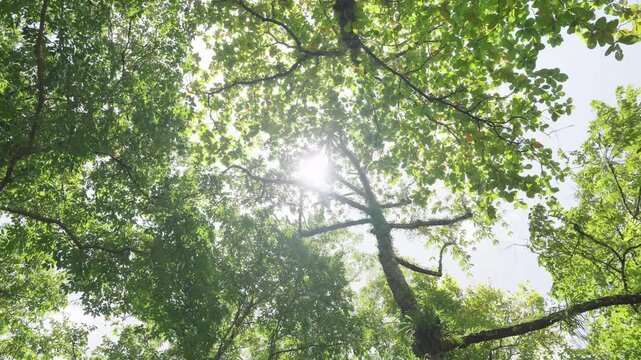 green leaves in the forest. sun shines through tree summer. Looking up sun sky low angle shot. 