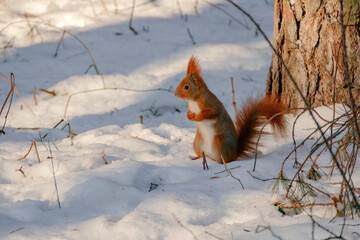 red fluffy squirrel in winter in the forest with snow