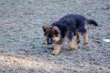 a German Shepherd puppy at a dog training ground