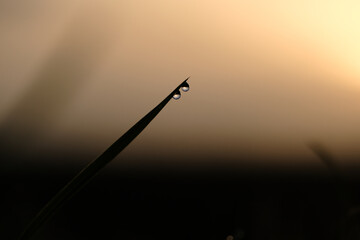 A single drop of water is captured in a close up of a plant