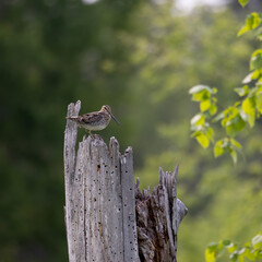 Wilson's Snipe Gallinago delicata standing on an old dead tree stump