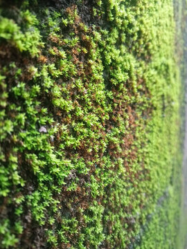 Sphagnum palustre, commonly known as marsh sphagnum moss, delicately resting on a blooming flower.