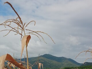 the dead tree