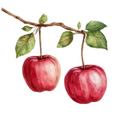 watercolor vector of Orchard Ripe Apples Hanging, isolated on a white background.