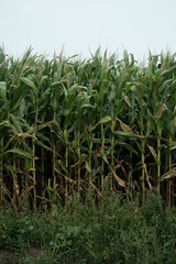 A field of corn is shown in the image