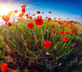 Wide angle view of poppy flowers on blue sky background in green meadow. Colorful summer view of papaveraceae family plants in the botanical garden. Beauty of nature concept background.