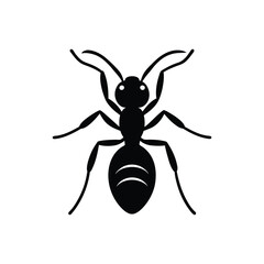 vector illustration of a spider on White Background