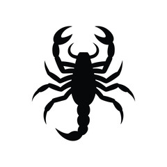 black scorpion isolated on white 