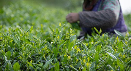Tea farmer picking green tea shoots  in spring tea farm