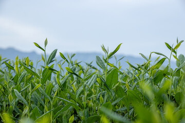 Obraz premium Green tea shoots grow in spring mountains