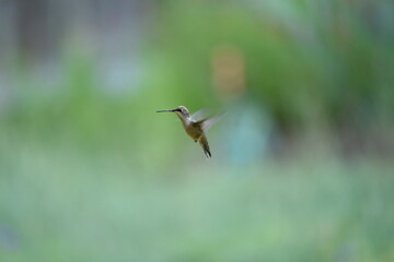 green winged hummingbird flight