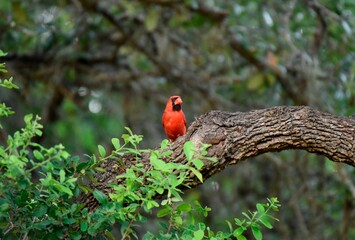 red cardinal bird