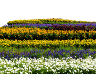 foreground flower gardens and meadows on a transparent background