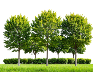 green trees, beautiful small grove with grass and shrubs, isolated on transparent bac