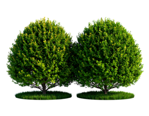 isolated shrub bushes in 2 variation, best use for landscape design, best use for pos