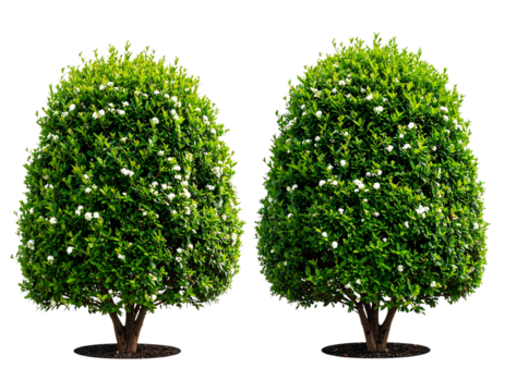 solated shrub bushes in 2 variation, best use for landscape design, best use for pos