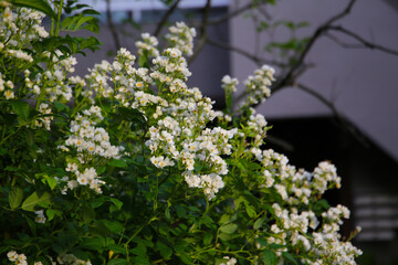 Wild white rose in Japanese garden