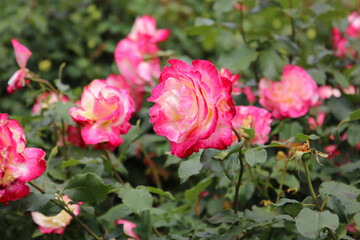 Beautiful pink roses in full bloom at the Japanese Rose Garden.
