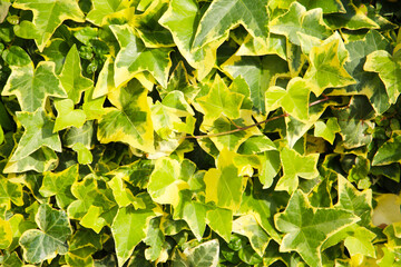 Variegated ivy leaves with bright green and yellow tones.