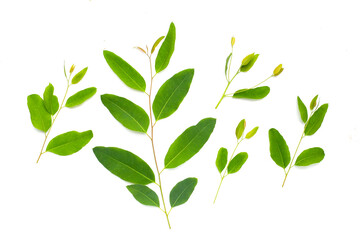 Eucalyptus leaves on white background.