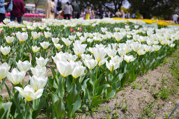 Field of blooming tulips under natural sunlight.
