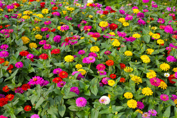 Fototapeta premium Colorful zinnias in full bloom