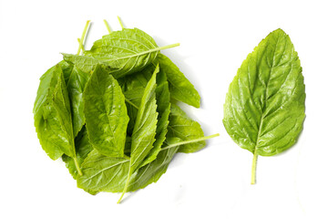 Holy basil leaves on white background.