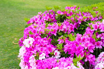 Pink flowers blooming in Japan park