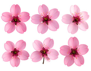 Pink flowery blooming on transparent backgrounds 3d rendering png