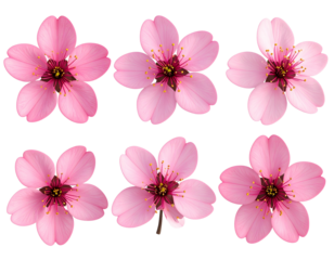 Pink flowery blooming on transparent backgrounds 3d rendering png