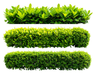 Set of lush garden bushes cut ou