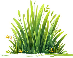 green grass isolated on white