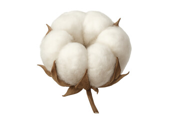 Ripe cotton boll showcasing its soft, fluffy white fibers, isolated on a transparent background, ready for textile production
