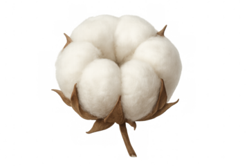 Ripe cotton boll showcasing its soft, fluffy white fibers, isolated on a transparent background, ready for textile production