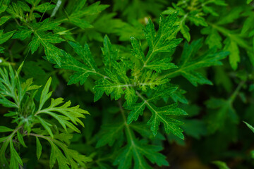 Vibrant green mugwort leaves, Artemisia vulgaris, showcasing their natural growth and textured surface in a close-up botanical shot.