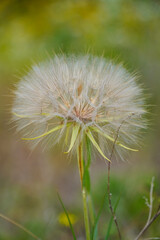 A large, fluffy dandelion seed head stands tall in a green outdoor setting