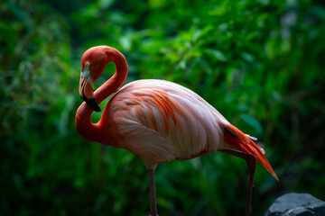 pink flamingo in the zoo