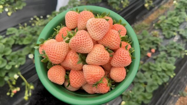 A basket full of fresh strawberries at a farm. Features a mix of ripe red and unique white pineberries, ready to eat.