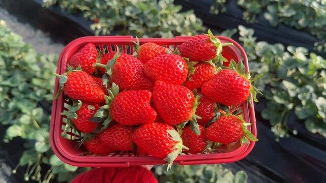 A basket full of fresh strawberries at a farm. Features a mix of ripe red and unique white pineberries, ready to eat.