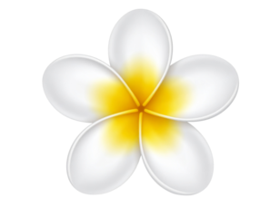 white flower isolated on white