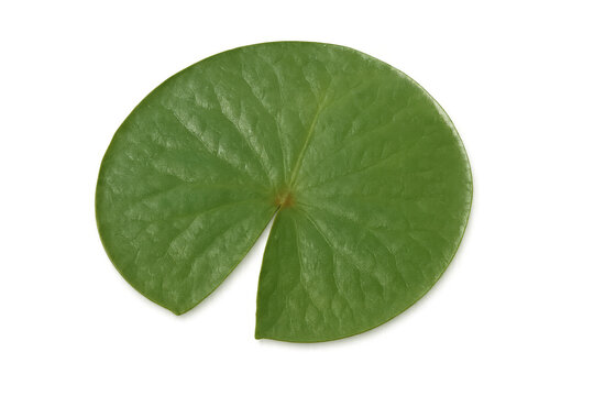 Vibrant green water lily pad with a distinctive notch, isolated on a transparent background, perfect for nature-themed designs