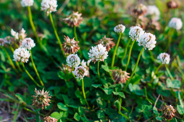 Delicate white clover blossoms in full bloom blanket a lush green field, capturing the essence of a vibrant summer meadow.
