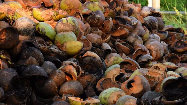 Piles of used coconut husks and shells in a lush village garden in Indonesia