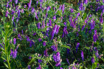 Vibrant purple common vetch flowers bloom abundantly in a lush green field, capturing the beauty of...