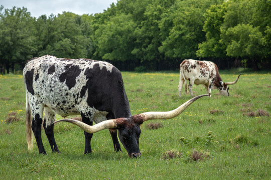 Black Spotted and Roan Spotted Texas Longhorns with Upswept Horns in a Green Field, Longhorn Cattle on a Farm