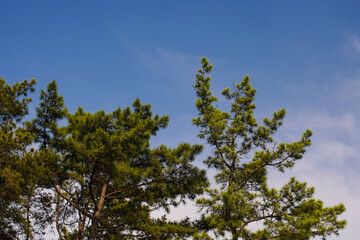 Vibrant green pine tree tops reach towards a clear, bright blue sky, conveying nature's tranquility and growth.