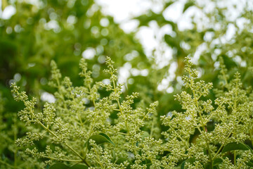 green ligustrum lucidum leaves with white fruit