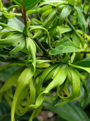 Close-up photo of ylang-ylang flowers (Cananga odorata) with unique and detailed curved green petals, surrounded by beautiful green leaves, suitable for a nature photography collection.