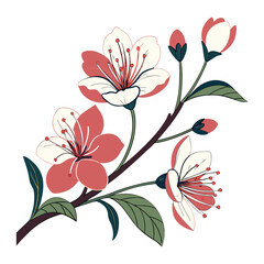 flowers with a white background